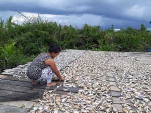 Harga Garam Meroket, Pembuat Ikan Asin di Kualatungkal Untung Tipis