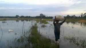 Akibat Dilanda Banjir, Petani Padi Merugi