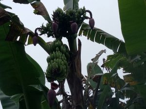 Pisek Terkejut, Buah Pisang di Kebunnya Berjantung Lima