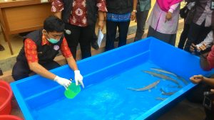 Belasan Ekor Ikan Alligator Dimusnahkan di BKIPM Jambi