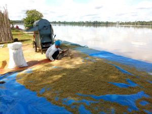 Sungai Batanghari Meluap, Ratusan Hektar Sawah Terancam Gagal Panen
