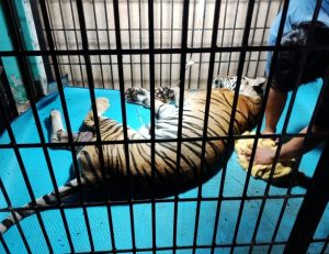 Harimau di Taman Rimba Jambi Mati, Akibat Sering Tidur di Semen
