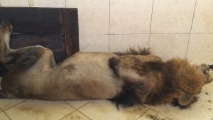 Singa Taman Safari Bogor Mati di Jambi