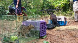 BKSDA Jambi Lepasliarkan Dua Burung Elang Brontok dan Tiga Ekor Kucing Hutan 