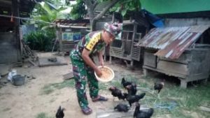 Bantu Perekonomian Keluarga, Babinsa di Jambi ini Sukses Beternak Ayam Kampung
