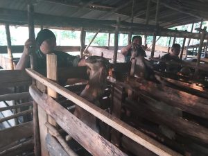 TNI ini Tidak Sungkan Bantu Warga Berikan Makanan Ternak Kambing