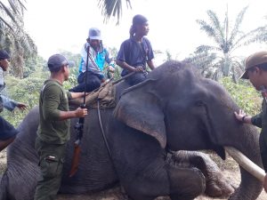 Tiga Gajah Liar Perusak Kebun Warga Berhasil Dievakuasi