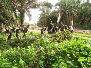 Warga dan TNI Pindahkan Pohon Sawit Tumbang