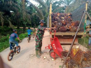 Anggota TNI di Lokasi TMMD Bantu Warga Panen Buah Sawit