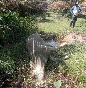 Terkena Penyakit Ngorok, Ratusan Kerbau di Kecamatan Tabir dan Tabir Ulu Mati