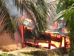 Sijago Merah Lalap Kediaman Aswandi di Desa Aur Berduri Kecamatan NTT