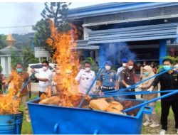 Ganja Seberat 50,96758 Berhasil di Amankan Oleh BNNP Sumbar dan Langsung di Musnahkan