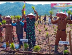 Kodim 0417/Kerinci Gelar Penanaman Padi Serentak di Dua Lokasi