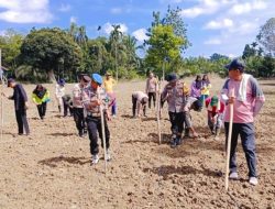 Dukung Program Ketahanan Pangan, Polsek Tabir Ulu Bersama Warga Tanam Jagung Kuartal III di Desa Kapuk