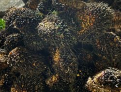 Nyaris Menjadi Bulan-Bulanan Warga, Tersangka Specialis Curi Buah Sawit Diserahkan Ke Polisi